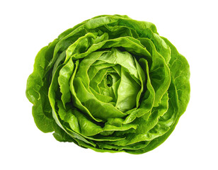 Fototapeta premium Overhead shot of a whole, fresh, vibrant green lettuce head against a stark black background