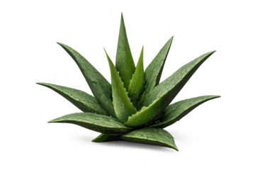 Aloe vera plant on transparent background, succulent plant close-up