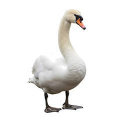 Obraz premium Elegant White Swan Standing, Beautiful Water Bird Background Removal