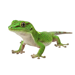 Obraz premium Vibrant Green Gecko Lizard Exotic Reptile, Background Removal