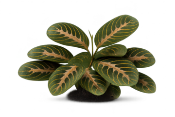 Prayer Plant with Green Leaves on a transparent background isolated