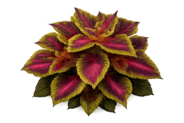 Coleus plant leaves with a transparent background botanical artwork