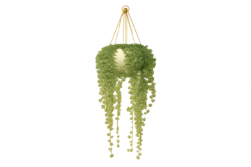 Hanging plant in a pot on transparent background for graphic design.