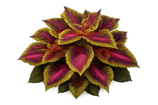 Coleus plant leaves with a transparent background botanical artwork