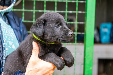 Holding little black puppy in arms. Adopt dog