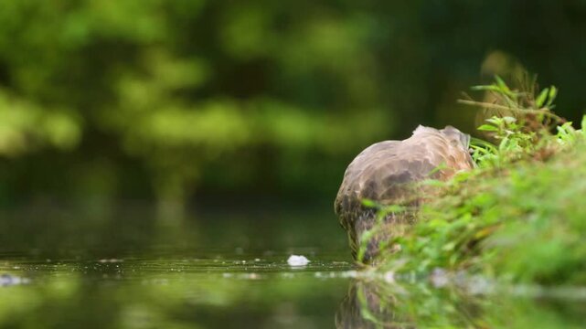 Buzzard dipping its head in water, slow motion shot
