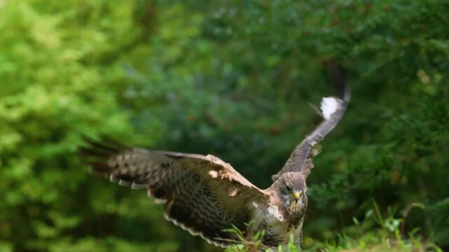 Buzzard jumping down from twig to grass, slow motion