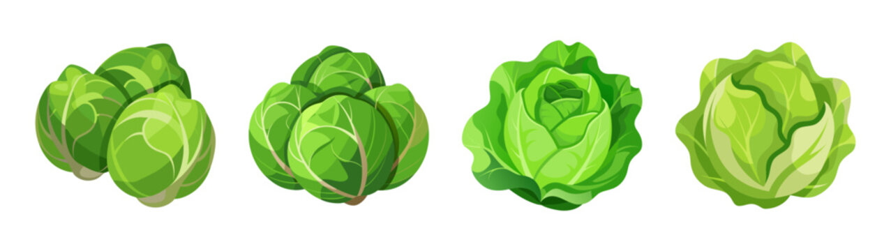 Fresh endive vegetable illustration vector, endive salad ingredient, healthy food concept art