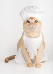 Funny burmese cat in chef hat and apron