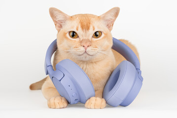 A ginger cat with wireless headphones