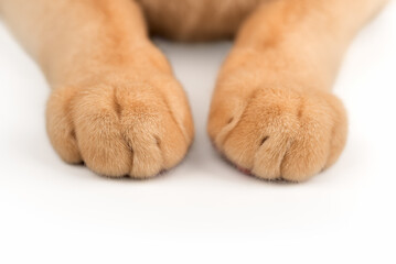 Close-up of cat paws