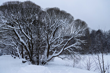 Snow-covered deciduous trees in winter landscape, overcast sky