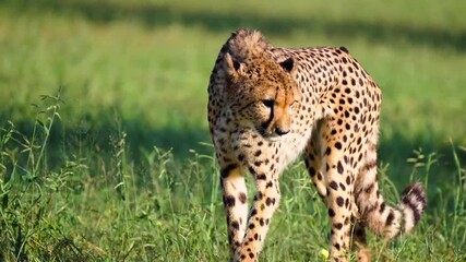 Cheetah walks calmly through grass, slow motion