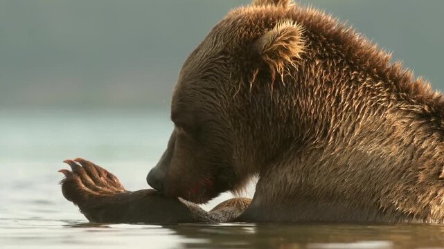 Grizzly bear eating its prey in water