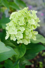 Bonfaire Hydrangea Panicles With Soft White Buds Outdoors