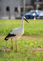 Naklejka premium A white stork calmly walks on a green lawn near urban buildings, embodying the peaceful coexistence of wildlife and city life.