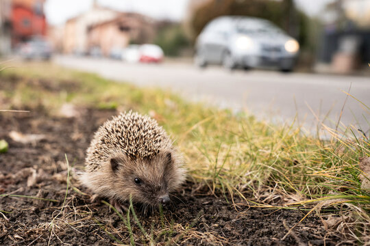 European hedgehog walking near a busy road with cars in the background. The wild animal faces urban dangers in a human-altered environment. Concept of biodiversity loss and coexistence under threat.