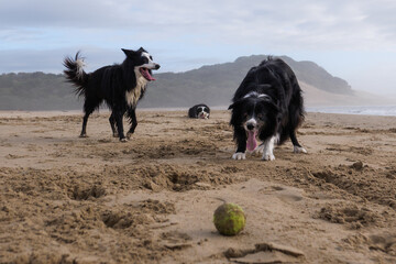 Three dogs wait for their ball to be thrown on the beach