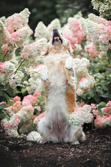 golden retriever dog begging outdoors in hydrangea bushes