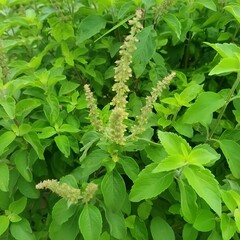Illustration of vibrant green leaves and small white flowers of a blooming plant in garden