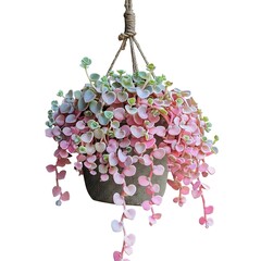 Illustration of hanging plant with colorful heartshaped leaves in a pot isolated on white background