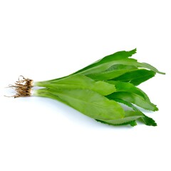 Illustration of fresh green celery stalks isolated on white background with roots