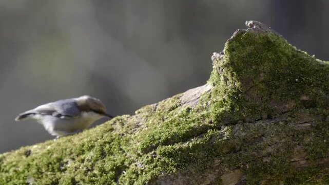 Brown-headed nuthatch looking for food on moss-covered log