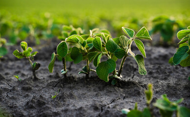 Young soybean plants growing in agricultural rows on dry soil, sustainable farming, early plant...
