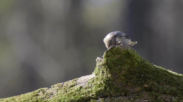 Brown-headed nuthatch looking for food in log, then flying away