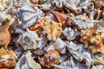 Collection of assorted seashells piled together on a sandy beach, displaying organic shapes, faded colors, and coastal biodiversity
