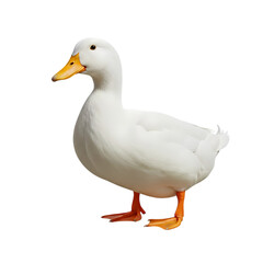 Fototapeta premium White Pekin duck profile with bright orange beak, isolated subject with transparency