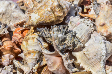 Detailed close-up of various seashells with rough textures and earthy tones found scattered along a tropical coastline