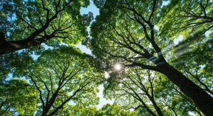 Looking up at sunlight piercing through leafy canopy of tall trees against blue sky