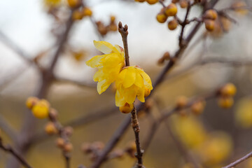 冬の訪れを告げる鮮やかな黄色いロウバイの花と蕾
