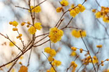 明るい冬の空を背景に満開を迎えた黄色いロウバイの枝