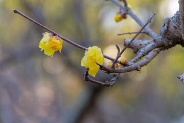 冬の光を浴びて枝に咲くロウバイの花と蕾のクローズアップ