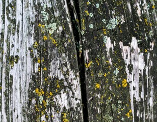 Weathered wood plank with moss and lichen
