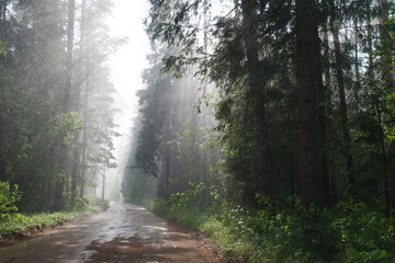 road through the forest during the rain