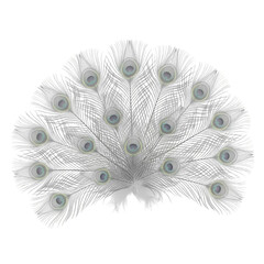 Fototapeta premium Delicate white peacock tail feathers fan, professional background removal and isolated subject
