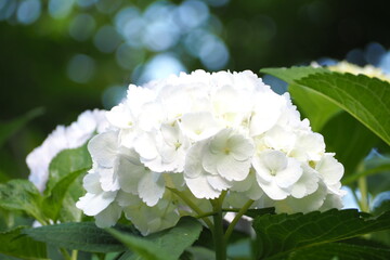 植物　景色　風景　花