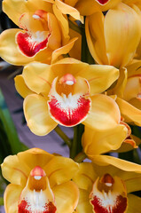 黄色いシンビジューム