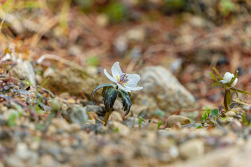 早春の地面にひっそりと咲く節分草（セツブンソウ）の白い花