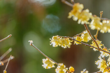 冬の光の中で黄色く輝く蝋梅（ロウバイ）の花