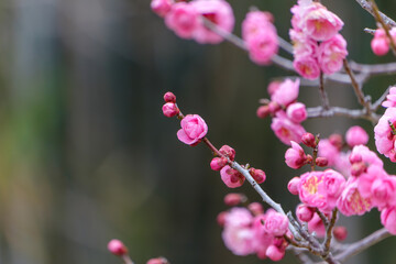 ピンク色の梅の花と蕾のクローズアップと左側のコピースペース