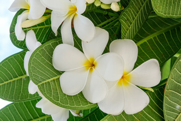 東南アジアで良く見られるプルメリアの花