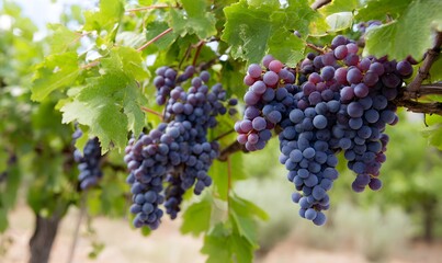 Sangiovese grapes