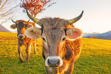 Kuh - Allg&auml;u - Herbst - Sonnenuntergang - bunt