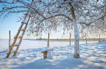 Fruit orchard on a sunny winter day.