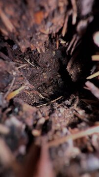 Woodlice isopods scurry around in the dark of a hole in the wood mulch of a garden bed