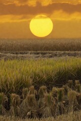 Makar Sankranti harvest field landscape with bright sun &mdash; ai